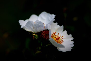 제목이 "Fleur sauvage"인 사진 Tc.Photographie로, 원작, 디지털