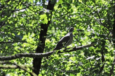 "Pigeon en forêt" başlıklı Fotoğraf Tc.Photographie tarafından, Orijinal sanat, Dijital Fotoğrafçılık