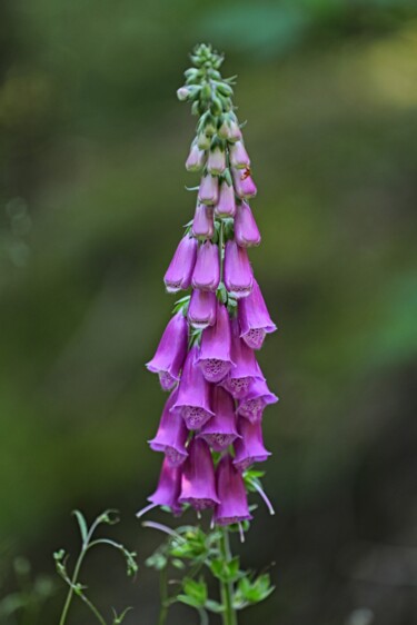 Fotografia zatytułowany „Fleurs sauvages” autorstwa Tc.Photographie, Oryginalna praca, Fotografia cyfrowa