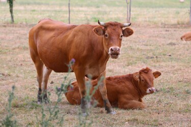 Fotografia intitulada "Race bovine du limo…" por Tc.Photographie, Obras de arte originais, Fotografia digital