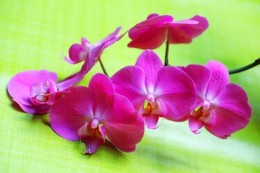 Photographie intitulée "Orchidées en limous…" par Tc.Photographie, Œuvre d'art originale, Photographie numérique