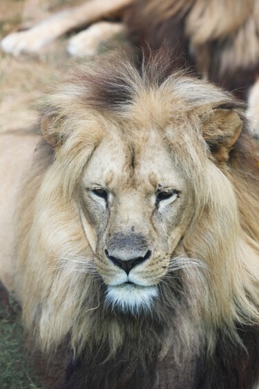 Fotografie getiteld "Portrait du Lion au…" door Tc.Photographie, Origineel Kunstwerk, Digitale fotografie