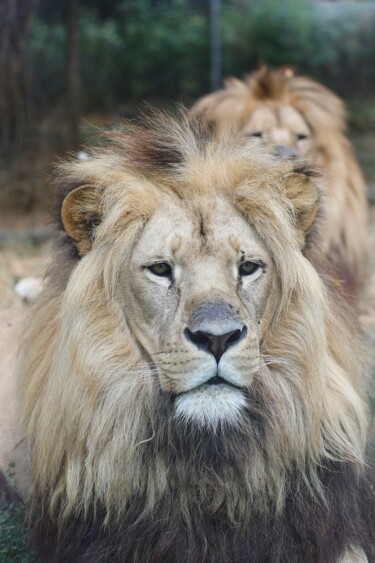 Fotografia intitolato "Lion portrait" da Tc.Photographie, Opera d'arte originale, Fotografia digitale