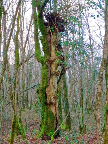 Photography titled "Arbre TOTEM des bois" by Tc.Photographie, Original Artwork, Digital Photography