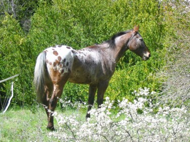 Fotografia intitolato "CHEVAL APPALOOSA" da Tc.Photographie, Opera d'arte originale, Fotografia digitale