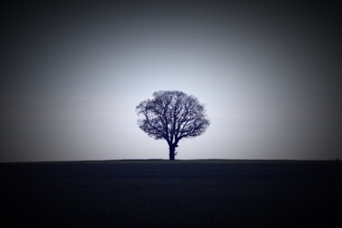 Fotografia intitolato "arbre sur fond d'éc…" da Tc.Photographie, Opera d'arte originale, Fotografia digitale