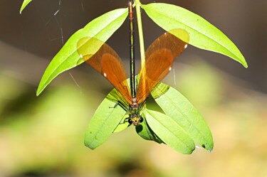 Photographie intitulée "Libellule marron" par Tc.Photographie, Œuvre d'art originale, Photographie numérique