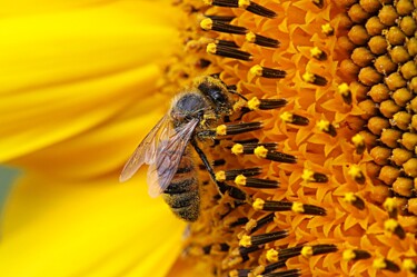 Fotografia intitolato "Abeilles" da Tc.Photographie, Opera d'arte originale, Fotografia digitale