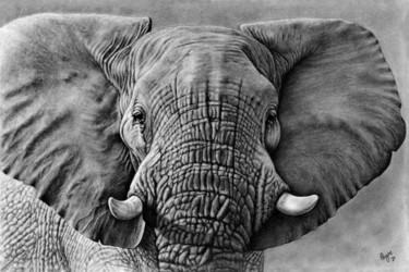 Drawing titled "Elephant" by Teresa Payne Art, Original Artwork, Charcoal Mounted on Other rigid panel