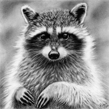 「Raccoon」というタイトルの描画 Teresa Payne Artによって, オリジナルのアートワーク, 木炭 その他の剛性パネルにマウント