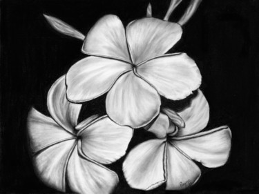 Drawing titled "Plumeria" by Teresa Payne Art, Original Artwork, Charcoal Mounted on Other rigid panel