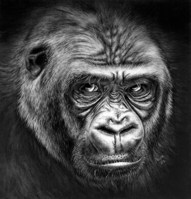 Zeichnungen mit dem Titel "Gorilla" von Teresa Payne Art, Original-Kunstwerk, Kohle