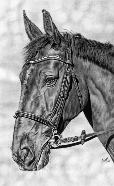 图画 标题为“Horse” 由Teresa Payne Art, 原创艺术品, 木炭