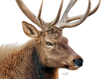 "Elk" başlıklı Resim Teresa Payne Art tarafından, Orijinal sanat, Kalem