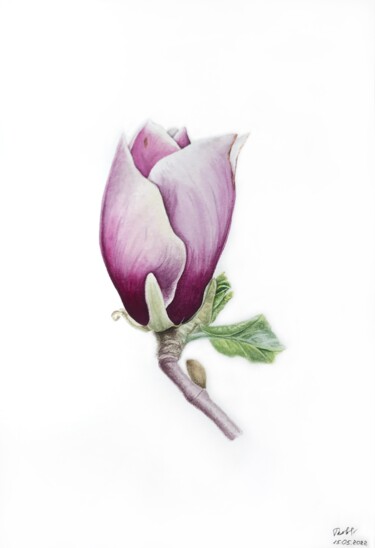 Malarstwo zatytułowany „Tender pink magnolia” autorstwa Tetiana Kovalova, Oryginalna praca, Akwarela