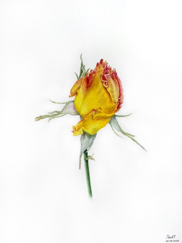 Картина под названием "Yellow rose" - Tetiana Kovalova, Подлинное произведение искусства, Акварель