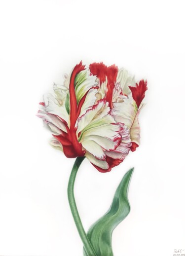 Painting titled "Adorable tulip" by Tetiana Kovalova, Original Artwork, Watercolor