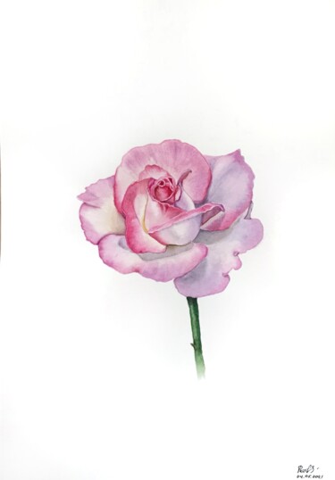 Peinture intitulée "Tender pink rose" par Tetiana Kovalova, Œuvre d'art originale, Aquarelle