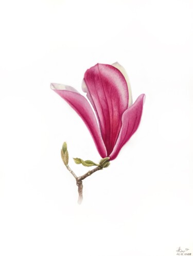Painting titled "Pink Magnolia" by Tetiana Kovalova, Original Artwork, Watercolor