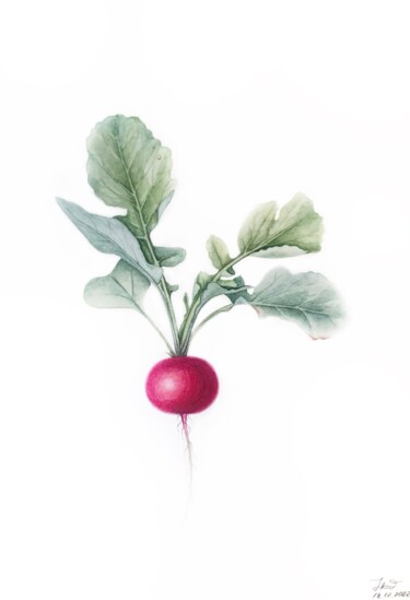 Pintura intitulada "Fresh radish" por Tetiana Kovalova, Obras de arte originais, Aquarela