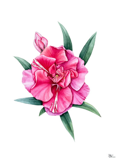 Painting titled "Fragrant oleander" by Tetiana Kovalova, Original Artwork, Watercolor