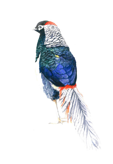 Картина под названием "Pheasant" - Tetiana Savchenko, Подлинное произведение искусства, Акварель