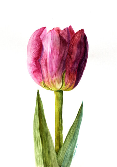 Painting titled ""A tulip"" by Tetiana Teresh, Original Artwork, Watercolor