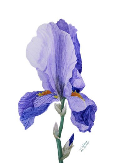 Malerei mit dem Titel ""Iris"" von Tetiana Teresh, Original-Kunstwerk, Aquarell