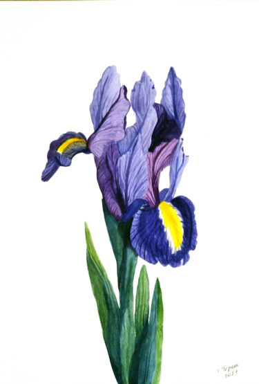 Pittura intitolato ""Iris I"" da Tetiana Teresh, Opera d'arte originale, Acquarello