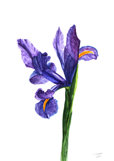 Malerei mit dem Titel ""Iris II"" von Tetiana Teresh, Original-Kunstwerk, Aquarell