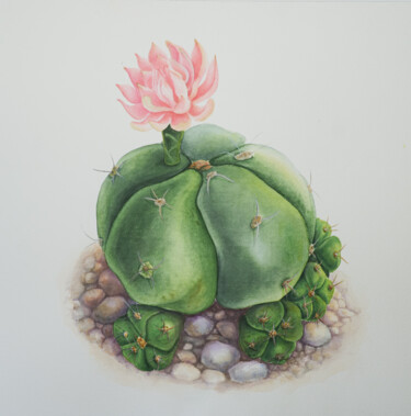 Pintura intitulada "Cactus of the genus…" por Tetiana Vlasenko, Obras de arte originais, Aquarela