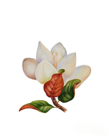 Картина под названием "Magical Magnolia, a…" - Tetiana Vlasenko, Подлинное произведение искусства, Акварель