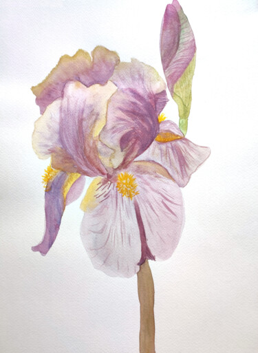 绘画 标题为“Iris Flower” 由Tetyana Levchuk, 原创艺术品, 水彩