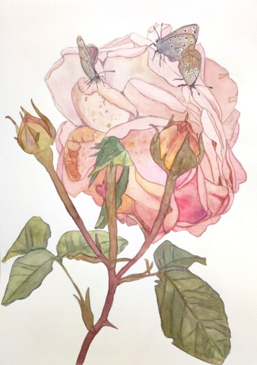 Peinture intitulée "Watercolor rose wit…" par Tetyana Levchuk, Œuvre d'art originale, Aquarelle