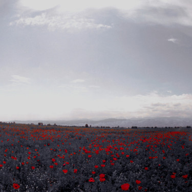 Fotografia zatytułowany „Poppy fields” autorstwa Tudor Gafton, Oryginalna praca, Fotografia filmowa