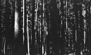 Fotografia intitulada "forest BW" por Tudor Gafton, Obras de arte originais, Fotografia de filme
