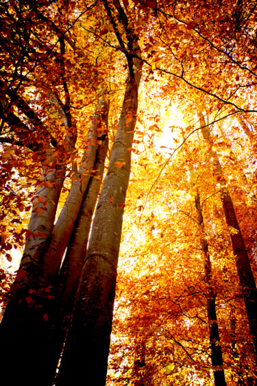 Photographie intitulée "Autumn 1" par Tudor Gafton, Œuvre d'art originale, Photographie numérique