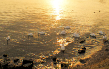 Photographie intitulée "Swans" par Tudor Gafton, Œuvre d'art originale, Photographie numérique