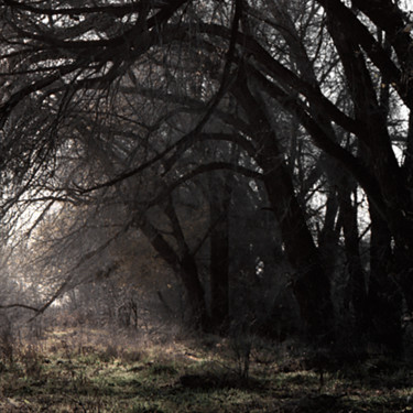"Branches" başlıklı Fotoğraf Tudor Gafton tarafından, Orijinal sanat, Analog Fotoğrafçılık