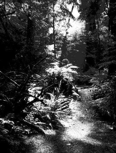 Photography titled "Rainy Woods Shimmer" by Theodore Fedoruk, Original Artwork