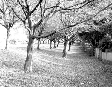 Photographie intitulée "Parks' Edge: Autumn" par Theodore Fedoruk, Œuvre d'art originale