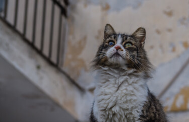 Fotografía titulada "Cat portrait" por Theofilos Koutroumanis, Obra de arte original, Fotografía digital