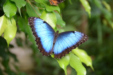 Photography titled "papillon-n-15-morph…" by Thérèse Beilloin, Original Artwork