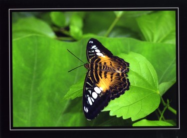 Photographie intitulée "papillon-n-29.jpg" par Thérèse Beilloin, Œuvre d'art originale