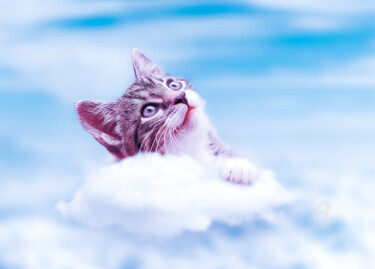 Digital Arts titled "The Cloud Cat" by Thiago Pixels, Original Artwork, Photo Montage