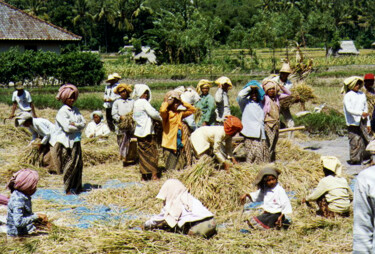 Fotografia intitolato "Riz à Bali" da Thierry Angot, Opera d'arte originale