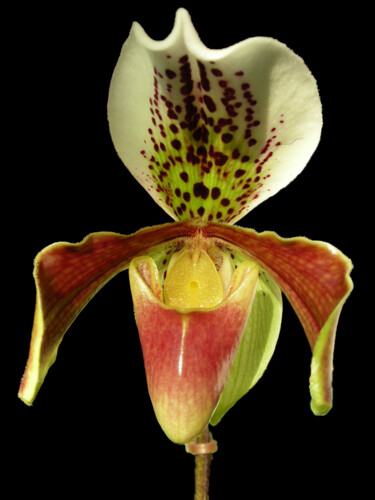 Photography titled "Paphiopedilum" by Thierry Angot, Original Artwork