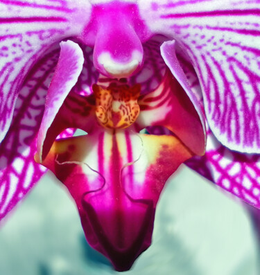 Fotografie mit dem Titel "Phalaenopsis rose e…" von Thierry Angot, Original-Kunstwerk