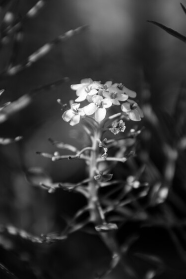 Fotografía titulada "Photo de fleur Noir…" por Thierry Courteau, Obra de arte original, Fotografía digital