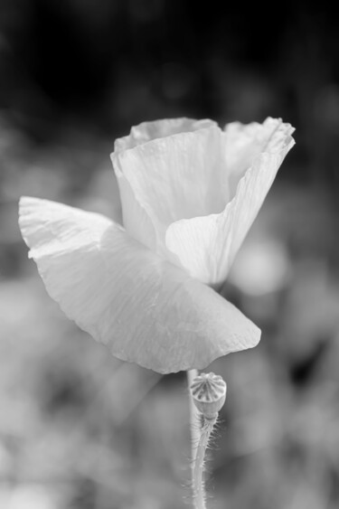Fotografía titulada "Photo de fleur Noir…" por Thierry Courteau, Obra de arte original, Fotografía digital
